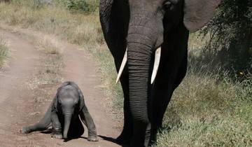 5 Dagen Tented Lodge Safari om de Grote Migraties te zien-rondreis