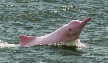 3 days Amazon Jungle tour with Pink Dolphin watch from Iquitos Tour