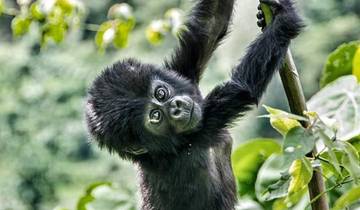 5 days Uganda Primate - Chimps, Gorillas & Wildlife Adventure Tour