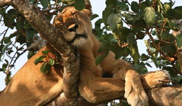 Wildlife Safari to Murchison Falls & Queen Elizabeth Tour