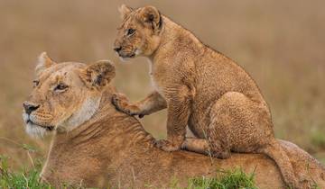 3 Days Kenya Masai Mara Medium Range Joining safari