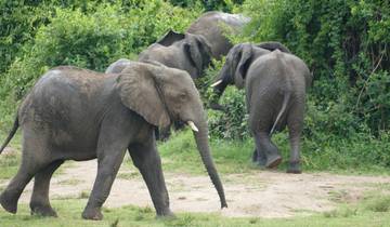 3 Days Ultimate Big Five Wildlife Encounter In Murchison Falls National Park