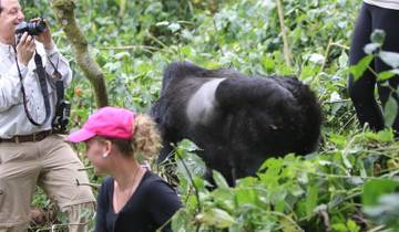 Chimpanzees and Gorilla Safaris in Uganda Tour