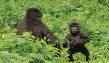 Primate tour Uganda (Gorillas & Chimps tour) Tour