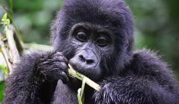 10 Days Uganda Gorilla Trekking, Big 5 & Big Cats Safari Tour