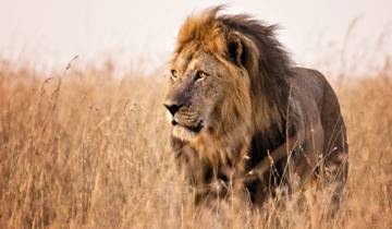 12 Days Tanzania  Luxury Safari with Zanzibar Beach Holiday