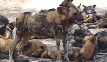 3 Tage Nyerere NP (ehemals Selous Game Reserve) Mittelklasse-Unterkunft. Rundreise