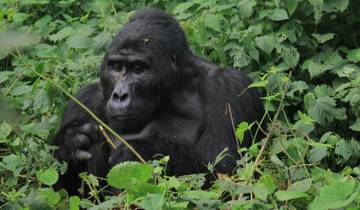 10 Days Experience Uganda’s Exclusive Gorillas and Wildlife ( Private tour) Tour