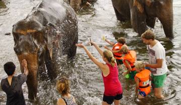 Babysitting an Elephant at River Kwai  Tour