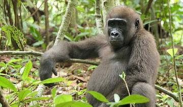 Gabun: Gorillas und mehr - 5 Tage