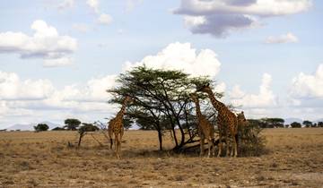 9 Day  Kenya Lodge Safari to Ark Lodge - Samburu - Bogoria and Masai Mara Tour