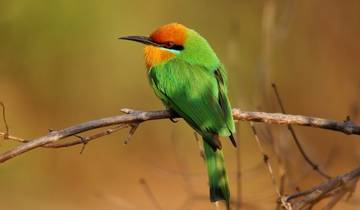 6 Days in Zambia Safari, incl. Livingstone and Kafue National Park