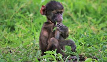 6 Days in Zambia Safari, incl. Livingstone and Kafue National Park