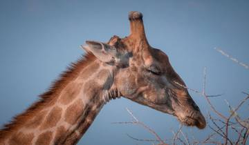 15 Days in Zambia Safari, incl. South Luangwa and North Luangwa