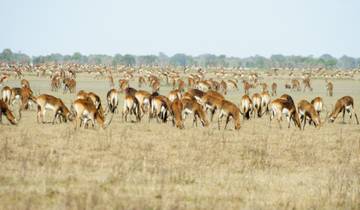 15 Days in Zambia Safari, incl. South Luangwa and North Luangwa
