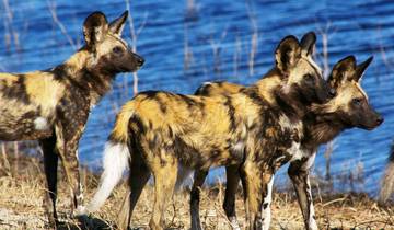 15 Days in Zambia Safari, incl. South Luangwa and North Luangwa