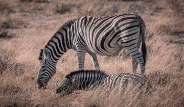 15 Days in Zambia Safari, incl. South Luangwa and North Luangwa