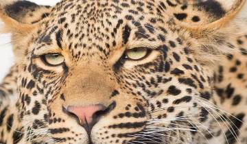 Luxueuze safari in het Krugerpark & Panoramaroute Zuid-Afrika-rondreis
