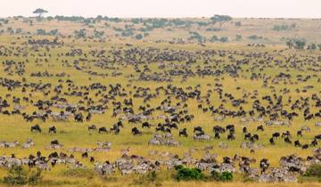 3 Days Masai Mara Safari - Group Joininig Tour