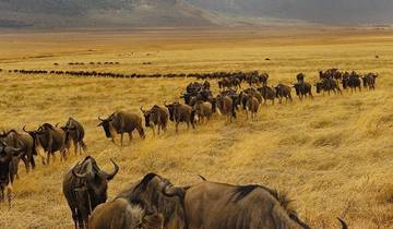 Ngorongoro & Manyara Safari - 2 Tage