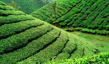 10 Day Kerala Itinerary, incl. Kochi and Munnar