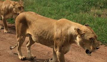 8 dagen hoogtepunten van Tanzania