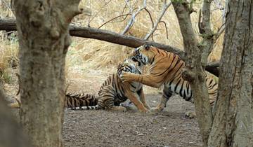 05 Days Golden Triangle Tour with Ranthambore Jungle Safari!! Tour