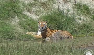 Royal Bardia National Park Safari