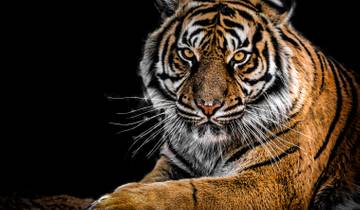 Tiger & Tales : Delhi | Kanha | Bandhavgarh | Khajuraho | Orchha Tour
