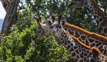 3 Days Gerenuk Safari