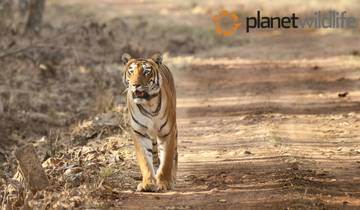 Tierwelt und Safari Rundreise in Zentralindien