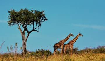 4 Days Safari In Tanzania