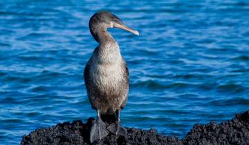 Galapagos Encounter - Archipel I (Itinerary D) Tour