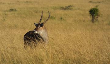 5 dagen Lake Nakuru Mara Safari