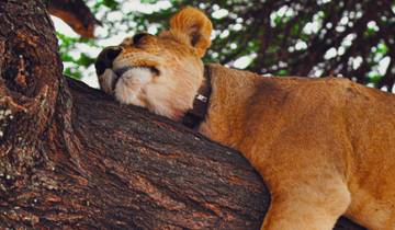 15-daagse foto-expeditie door Tanzania: wilde dieren, cultuur en de Grote Migratie