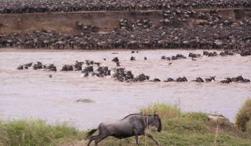 Tanzania - de grote migratie van de gnoes - oversteek van de rivier de Mara - 10 dagen-rondreis