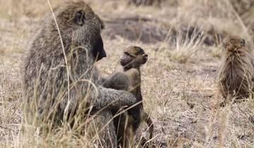 Ontketen je innerlijke ontdekkingsreiziger – 5 dagen safari –avontuur voor groepen in Tanzania-rondreis