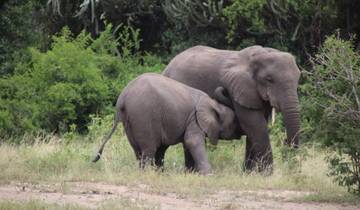 Circuito Excursión de 5 días a los gorilas, la fauna y los chimpancés en la selva de Kalinzu