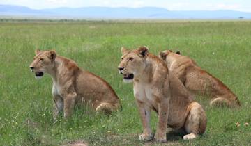 7 days Masai Mara - Lake Nakuru-Lake Naivasha-Amboseli Safari