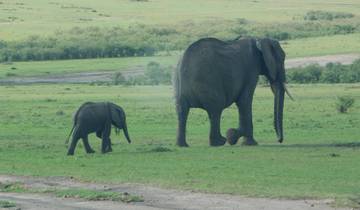 Kenia Höhepunkte Safari ab Nairobi - 6 Tage Rundreise