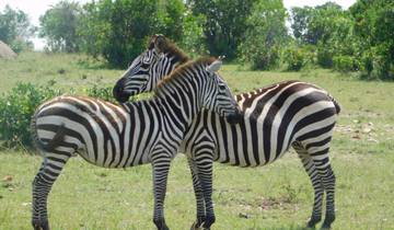 6 Days Kenya allround Safari - Mombasa