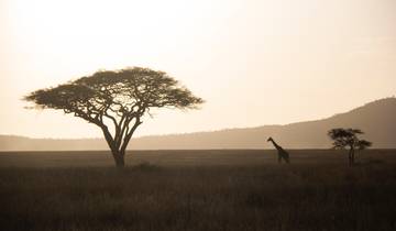 Serengeti & Ngorongoro Safari - 3 Days