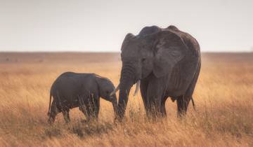 Serengeti & Ngorongoro Safari - 3 Days