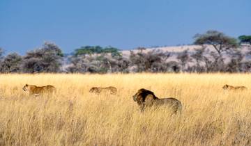 Manyara, Ngorongoro & Serengeti safari - 4 dagen-rondreis