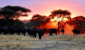 Manyara, Tarangire, Serengeti & Ngorongoro Safari - 6 Days Tour