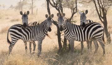 Safari Eyasi, Natron, Manyara, Serengeti et Ngorongoro - 6 jours