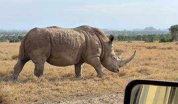 Safari de 3 jours et 2 nuits à Ol Pejeta Conservancy depuis Nairobi avec prise en charge gratuite à l\'aéroport. circuit