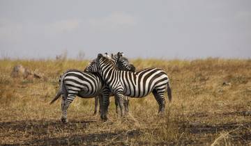 8 Days Kenya & Tanzania Safari (Private Lodging) with Complimentary First Night Accommodation at Raha Suites Hotel and free airport pickup. Tour