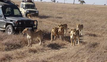 12 Days, 11 Nights Best of Kenya And Tanzania Budget Group Camping Safari with complimentary airport pick up and first night at Best Western Plus Hotel Westlands. Tour