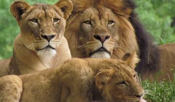 4 Days Masai Mara & Lake Nakuru Budget Camping Wildlife Safari